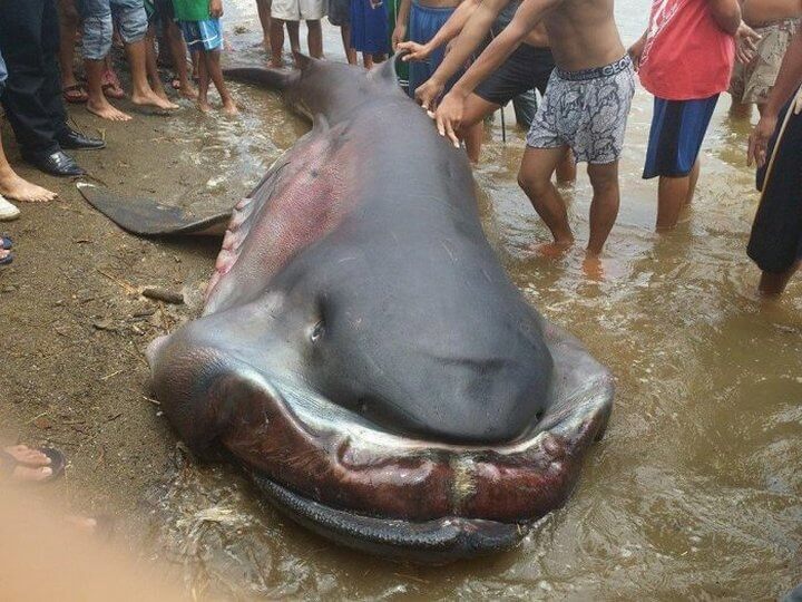 Exotic Catch: Megamouth Shark