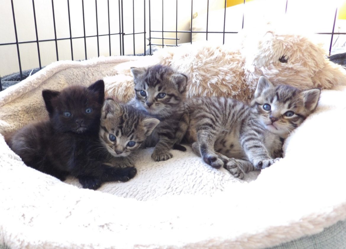 Four Dumped Kittens Were Lucky to be Found After They Were Tied up in Carrier Bags and Thrown Over six Feet-High Wall