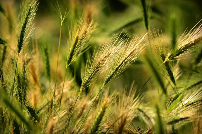 Foxtail barley — a danger to your dog