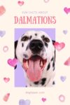 Fun Facts About Dalmations