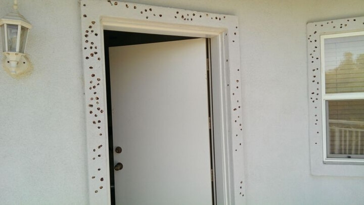 House After a Raid by a Gang of Woodpeckers