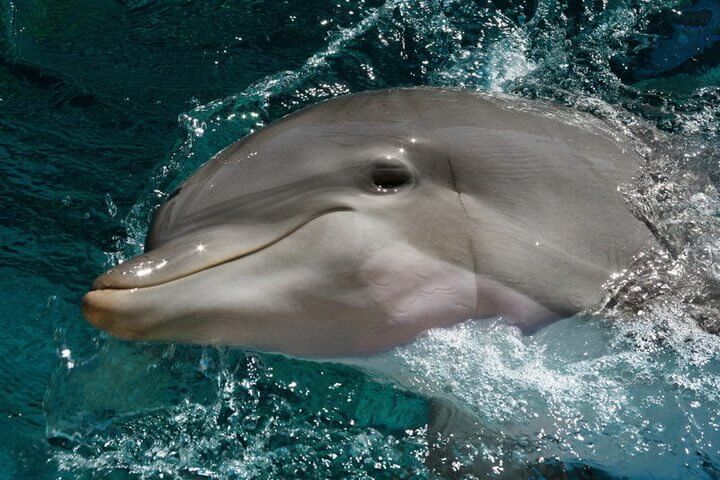 How Intelligent are Dolphins?