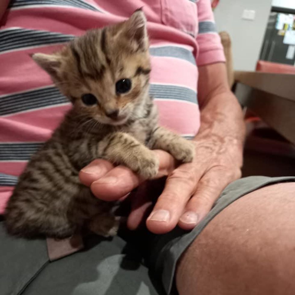Kitten Found in National Park by Himself, Now Clings to People Day and Night to Make Up for Lost Time