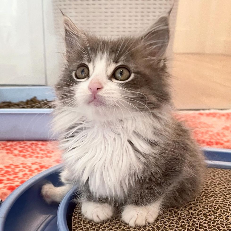 Kitten So Thankful When Woman Comes to His Aid, He Scoots Around and Purrs Nonstop