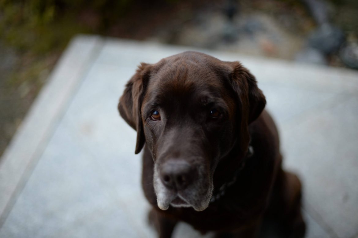 Labrador Mixed Breed: Temperament, Upbringing, and Health