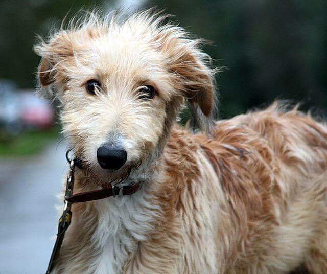 Lurcher: Hunter and Family Dog