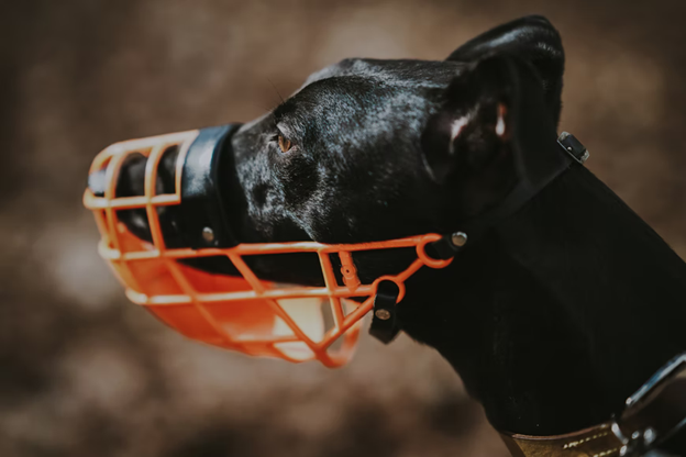 “Muzzles are cruel” and other muzzle myths