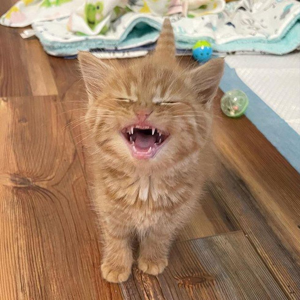 Orphan Kitten Goes from Hiding Under Blankets to ‘Roaring’ for Attention and Melting Hearts