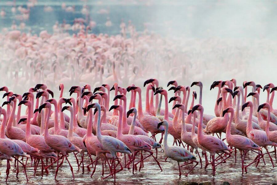 Pink Flamingos: Dawn Bird or Sunset Child
