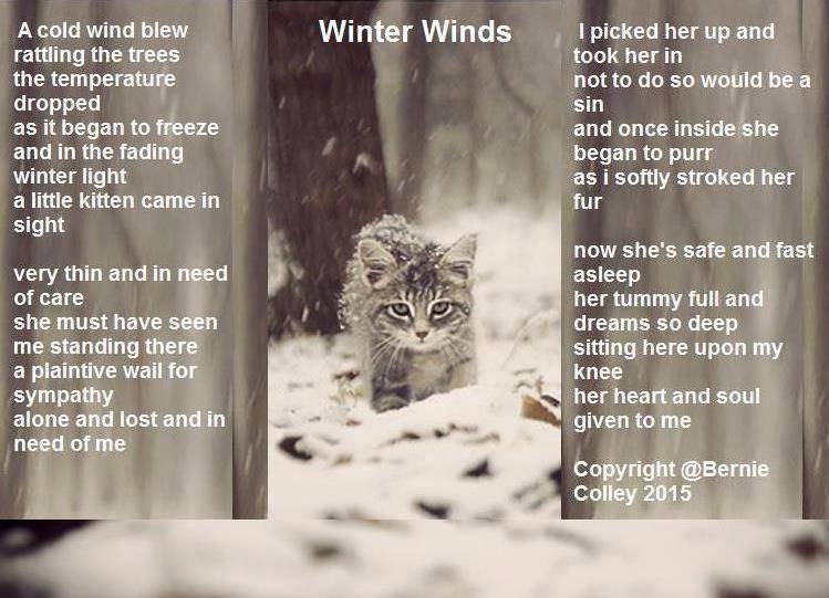 Purrsday Poetry: Winter Winds