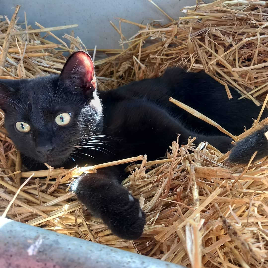 Rescue cat Moves Into Cow Shed as she Lands on her Paws in Forever Home