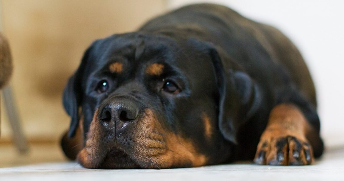 Rottweiler Mixed Breed: Temperament, Upbringing and Health