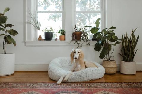 Seven Best Dog Beds To Buy in 2021