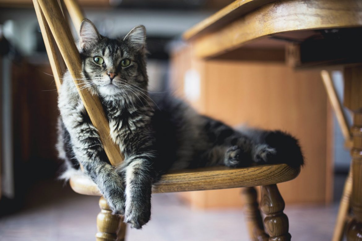 Six Bizarre Things Your Cat Does, Explained by the Experts