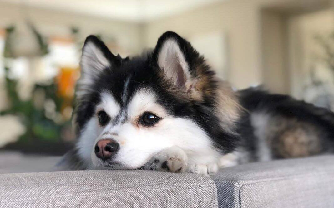 The Pomsky: A Hybrid Dog From the USA Conquered the World