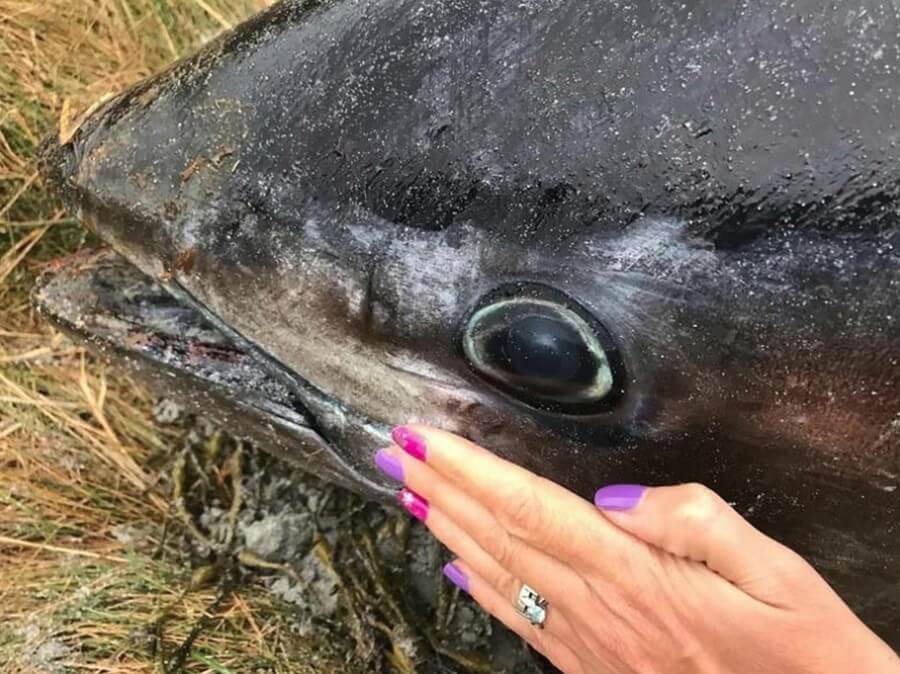 Two-meter Bluefin Tuna was Thrown Onto the Beach by a Hurricane