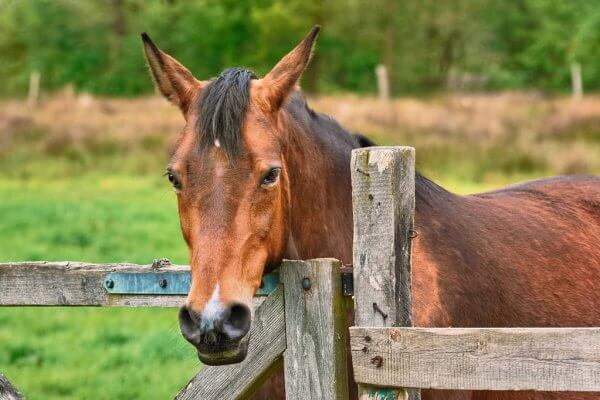 Warning Sign of Fecal Water in Horses: What It Can Mean?
