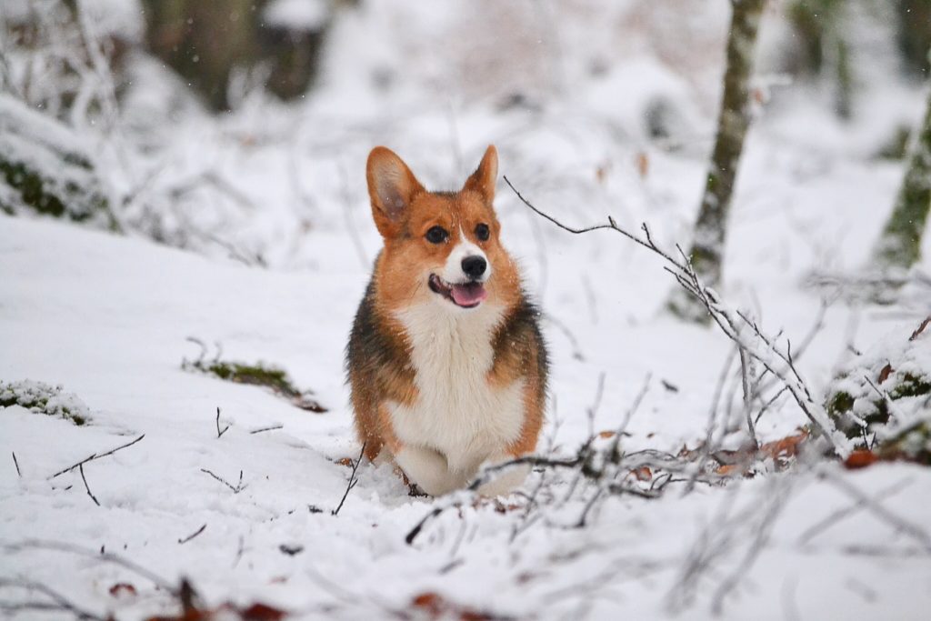 Ways to Help your Pet Transition into Colder Temperatures