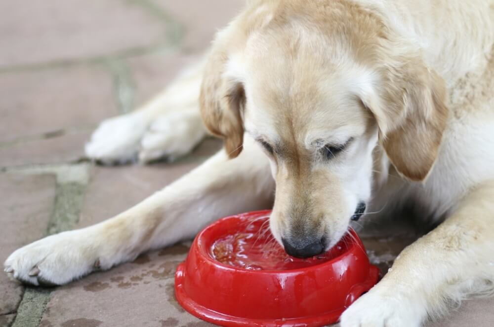 Why Does My Dog Vomit After Drinking?