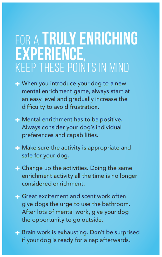 Why mental enrichment is so important for dogs
