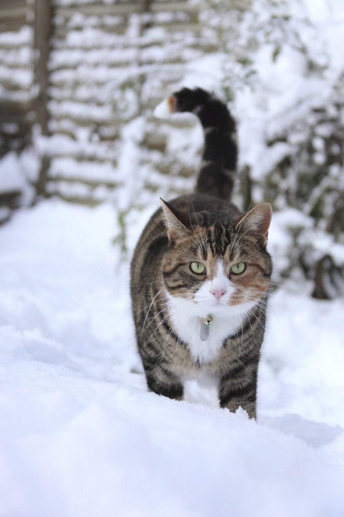 15 Tips to Keep Animals Safe in the Cold