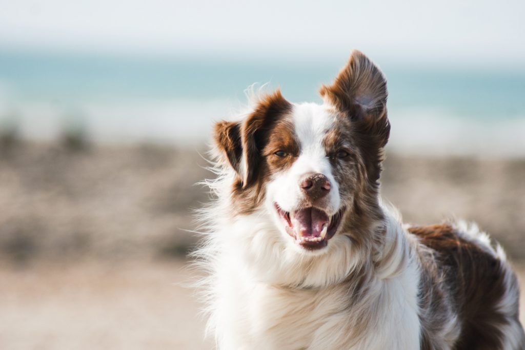 5 Basic Ways to Transform Your Pet’s Health in 2022