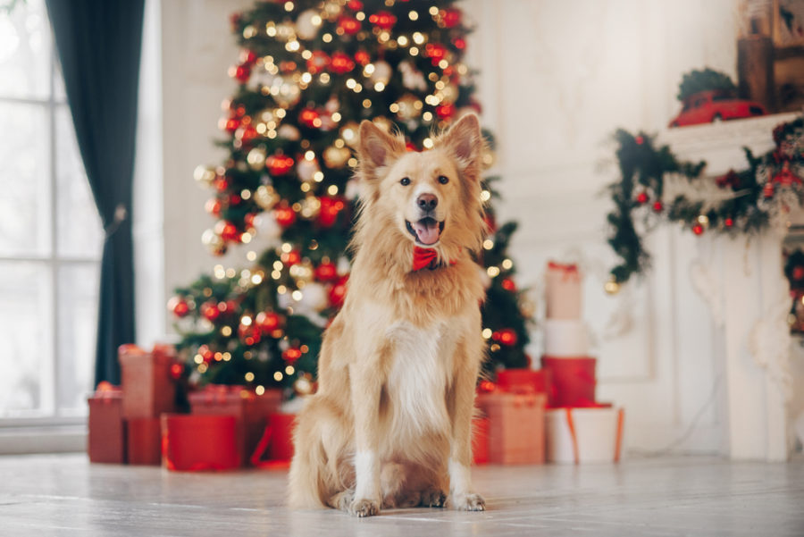 6 things to consider before gifting a dog for Christmas