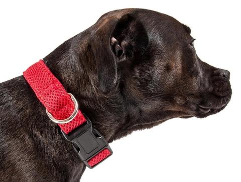 7 Budget-Friendly Dog Collars To Buy In 2021