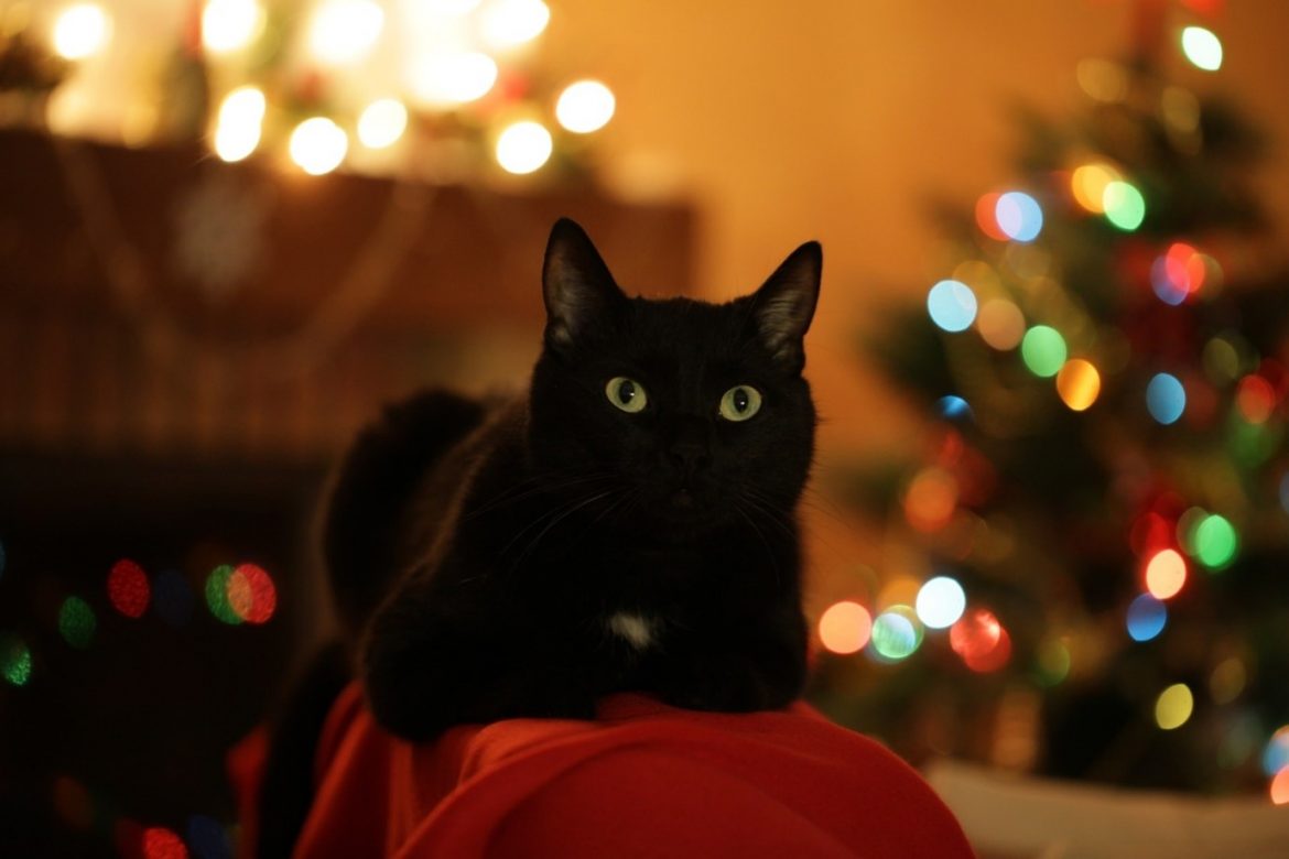 A Christmas Season Wish for All: A Happy, Healthy Life with a Companion Cat