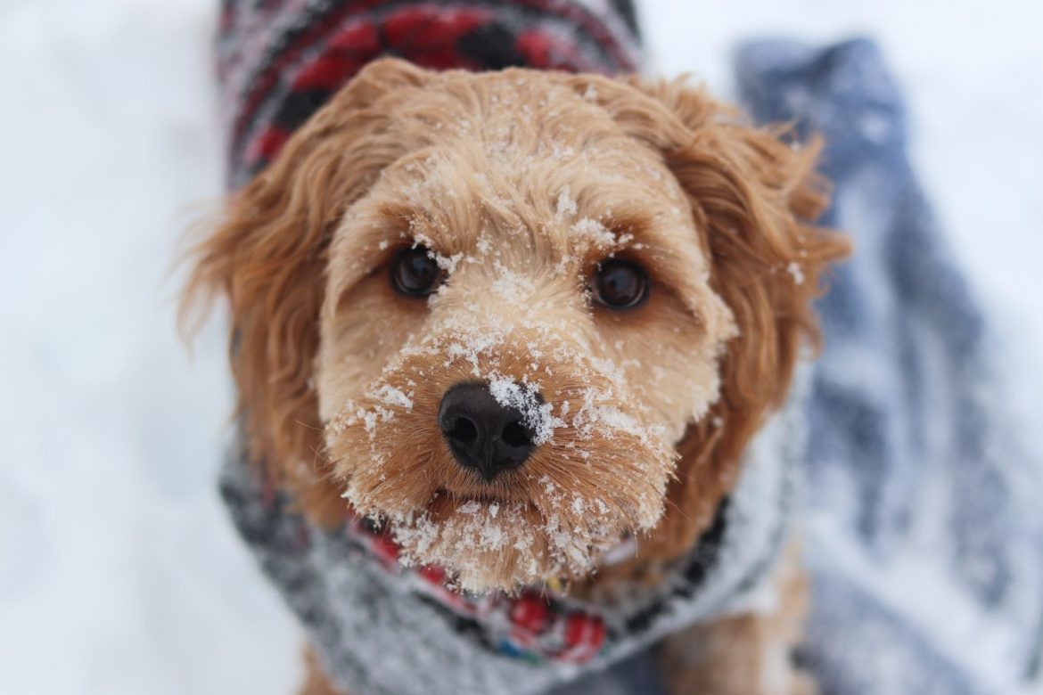 Antifreeze And Dogs: The Facts