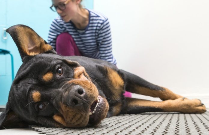 Chiropractic care for canine anxiety