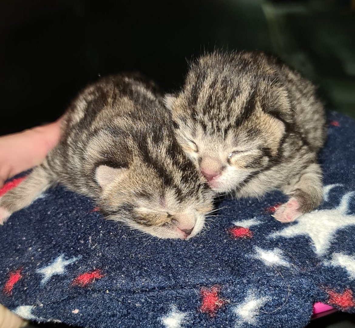‘Christmas Miracle’ Kitten Won Over Heart of vet Nurse who Couldn’t Bear to Say Goodbye