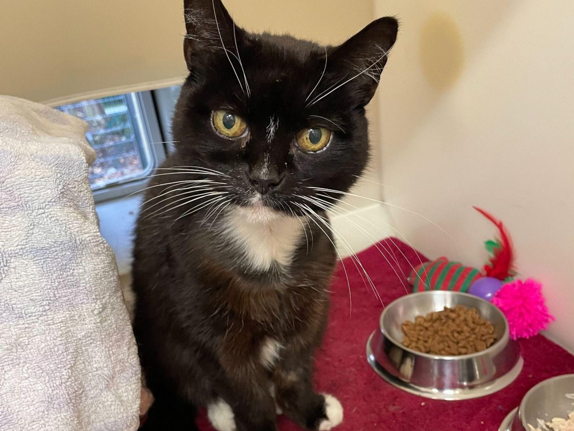 Christmas Wish! All This Senior Cat Wants for Christmas is a Loving Retirement Pad