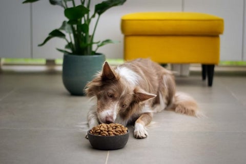 Dog Nutrition: Guide to A Balanced Diet for Your Dog in 2022