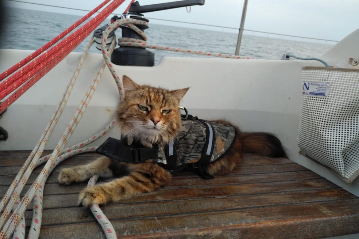 Guest Star Cat: Don’t go Sailing Without Your Biscuits!