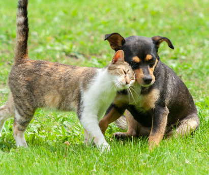 How to Help Your Cat and Dog Get Along