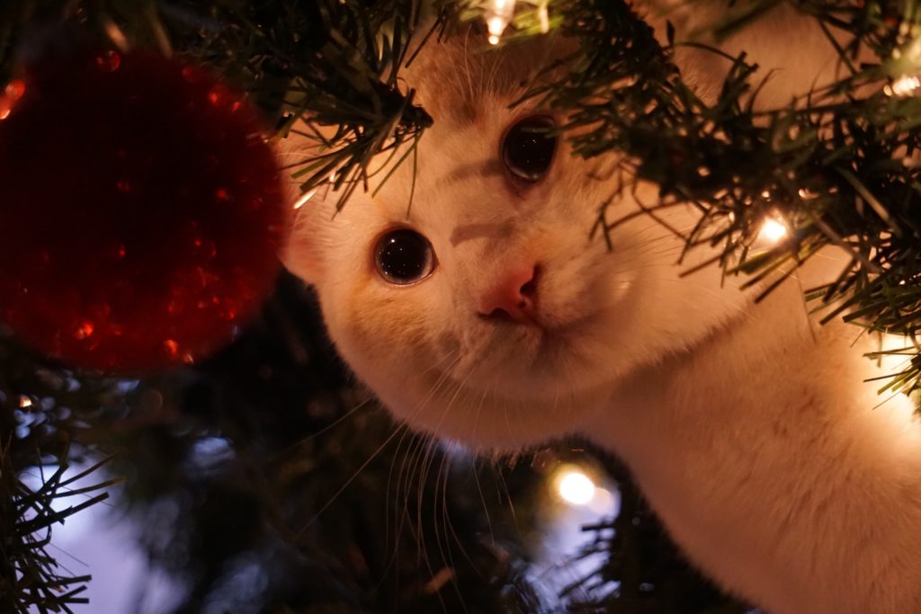 How to Pet-Proof Your House for the Holidays