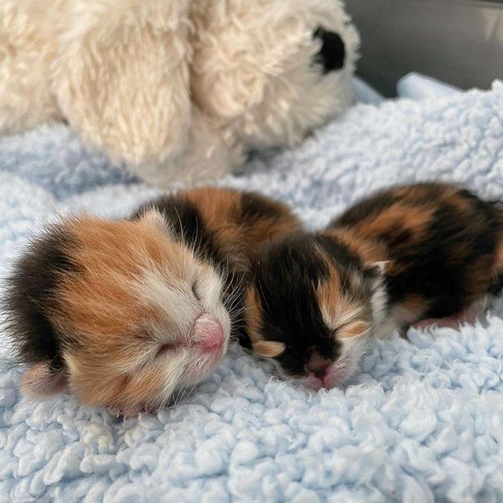 Kitten Rescued at 3 Days Old as the Runt of Her Litter Shows Biggest Personality and Sass
