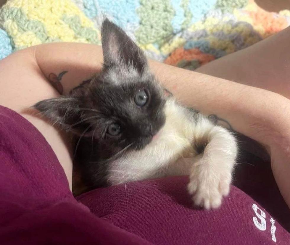 Kitten Starts to Grow Back His Fur and Look like a Cat Again After Being Found in Massive Storm