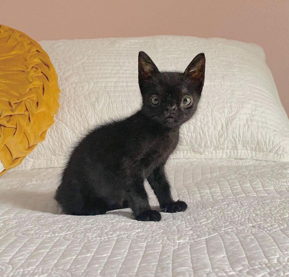 Kitten with Uniquely Perfect Face Left the Street and into Indoor Life, She Couldn’t Be Happier
