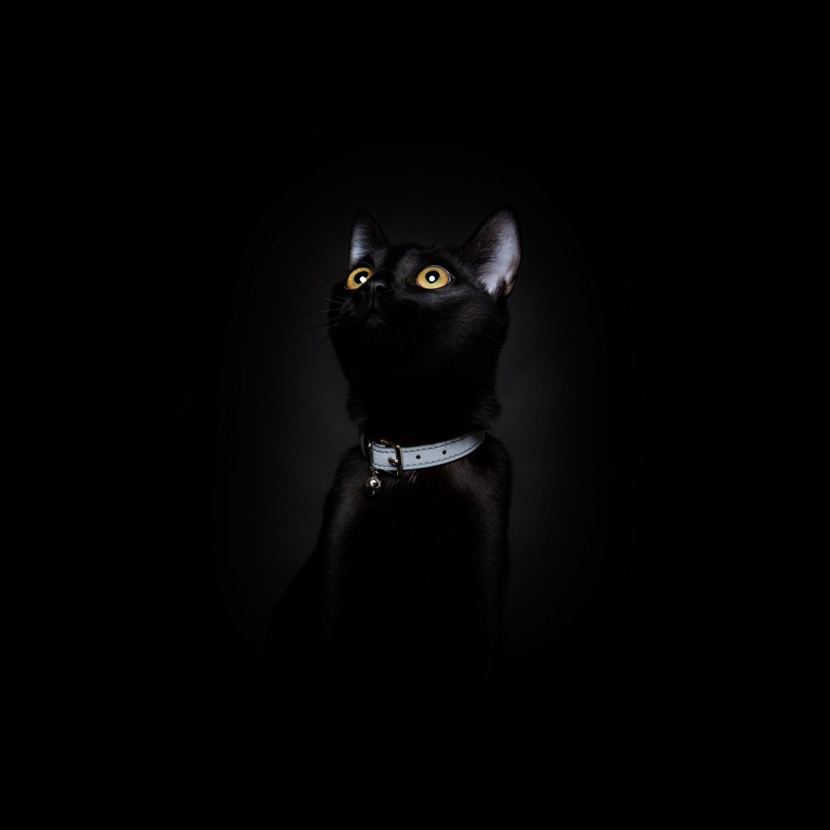 Lumino Lux Collars from Cheshire & Wain: Style and Safety For Adventurous Cats