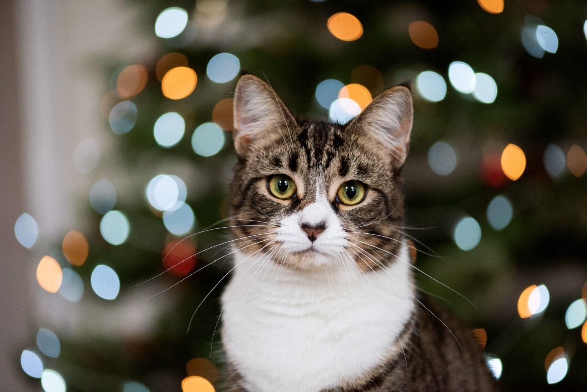 Make a Plan for Your Pets This Christmas