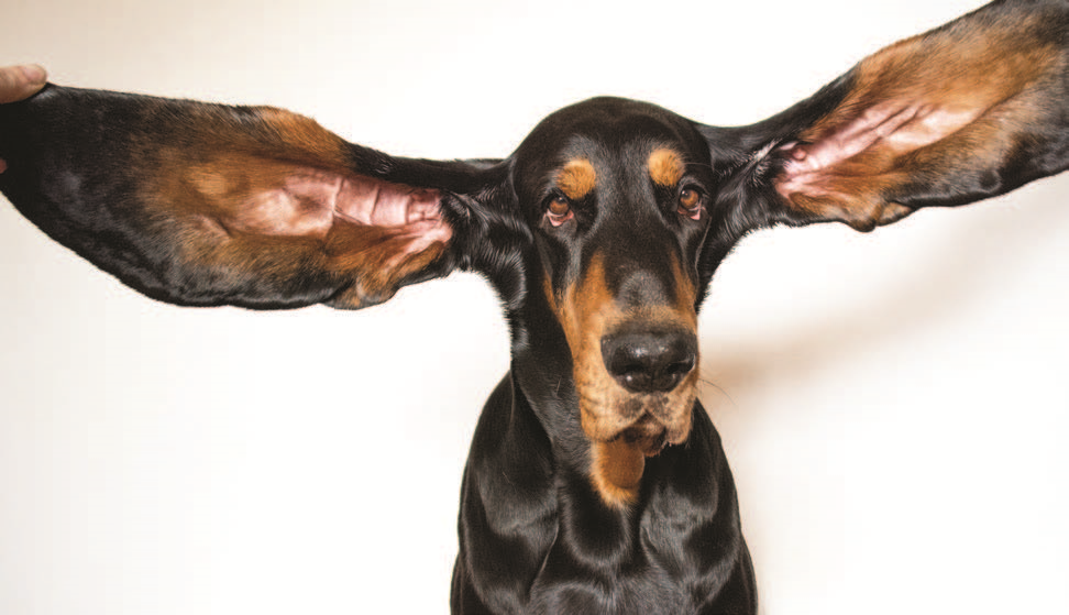 New World Record for Longest Ears