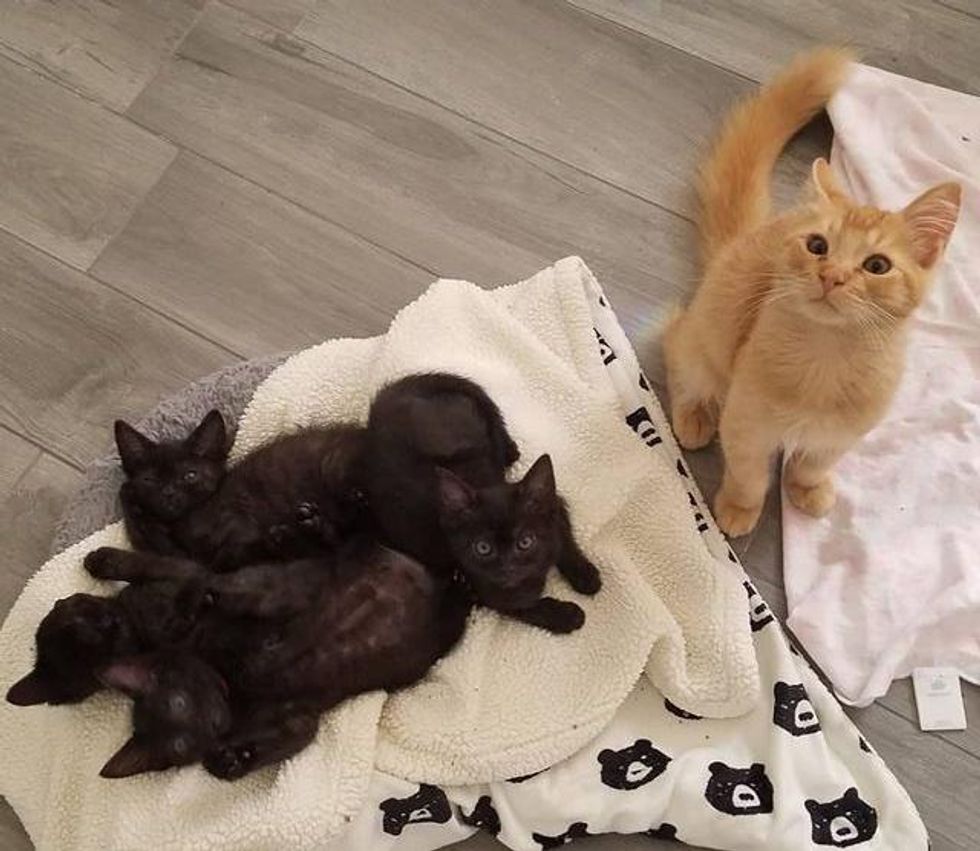 Orange Kitten Hops the Fence to Join Litter of Smaller Kittens and Decides to Help Raise Them