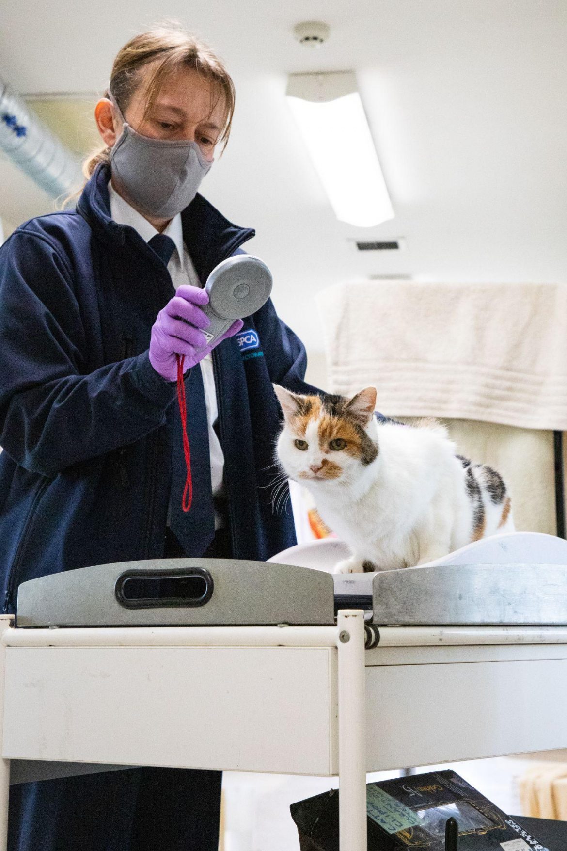 RSPCA Welcomes UK Government Announcement on Compulsory Cat Microchipping in England