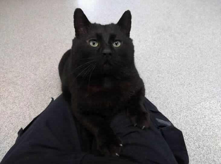 ‘Scaredy cat’ Harry is now Feeling Much More Confident and Ready to Find his Fur-ever Home