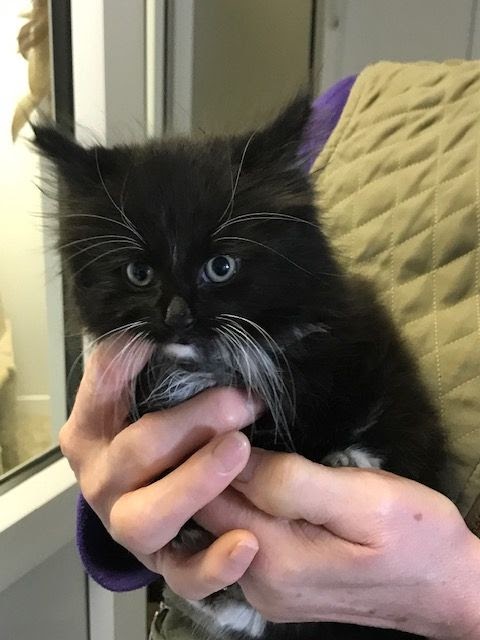 Ticket to Ride: Tiny Five-Week-old Kitten Travels 55 Miles in van Engine From Merseyside to Staffordshire