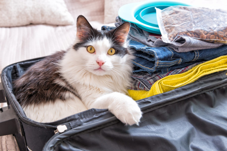 Tips for traveling with pets over the holidays