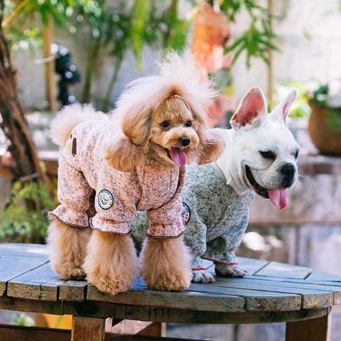 Top 10 Dog Sweaters to Look Forward to in 2022- Reviews and Guide