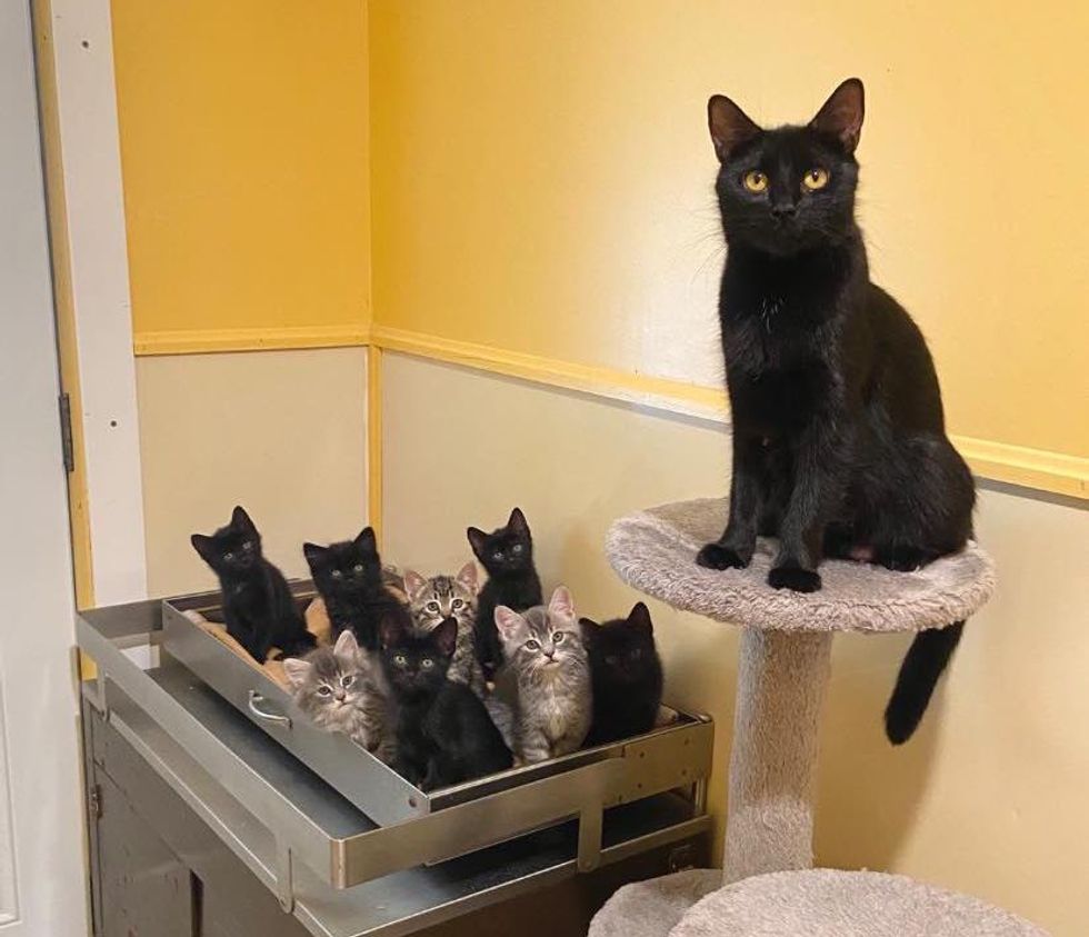Woman Adopts a Kitten and Returns to Shelter for Her Cat Mother Who Has Been There for 6 Months